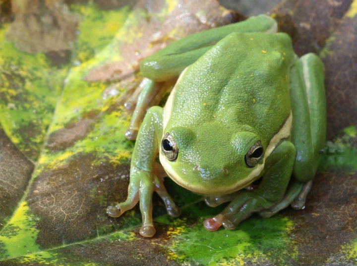 Green Treefrog